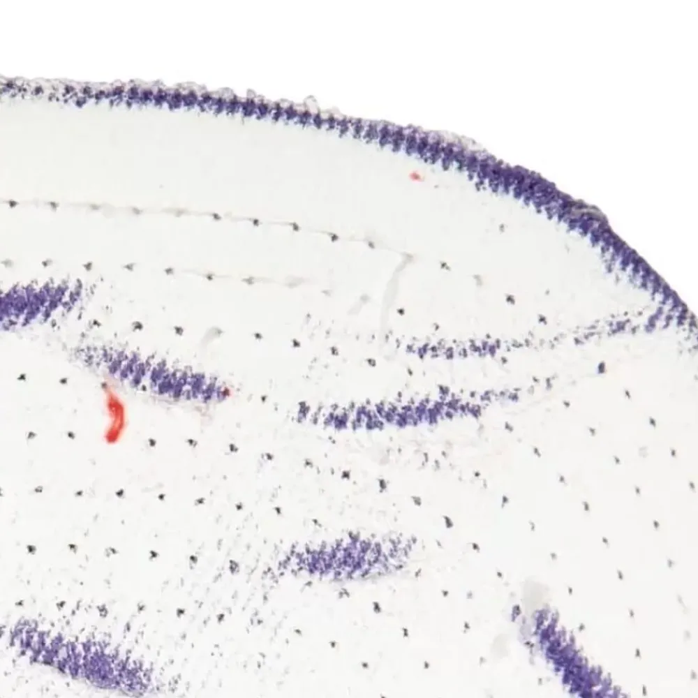 Headwear Mitchell & Ness -Ssbsts Snapback Hwc Toronto Raptors